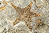 Cluster Of Fossil Starfish (Petraster?) - El Kaid Rami, Morocco #193732-2